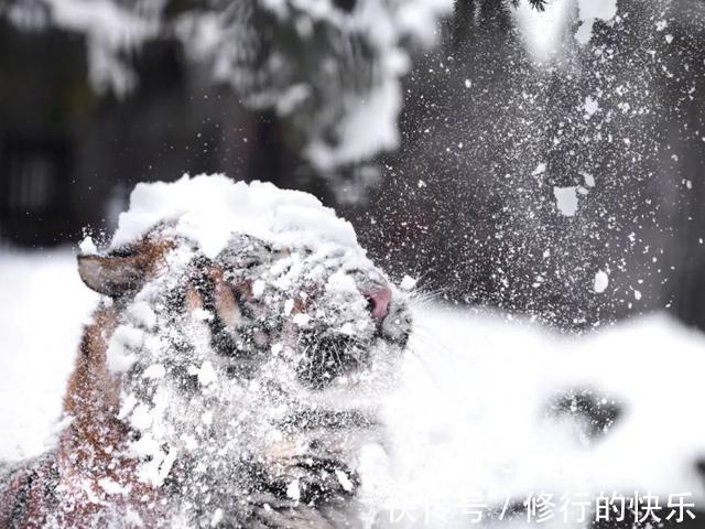 |冬至到底吃什么的终极答案 冷段子2018