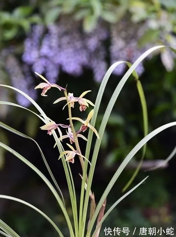肥料|兰花生命力很强,决定能否种植成活的,并不是土壤与肥料