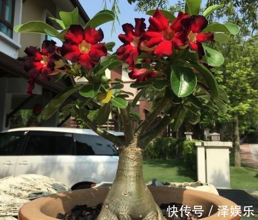 想让沙漠玫瑰开花“强”，关键“肥料”不能停，花期延长，一直开