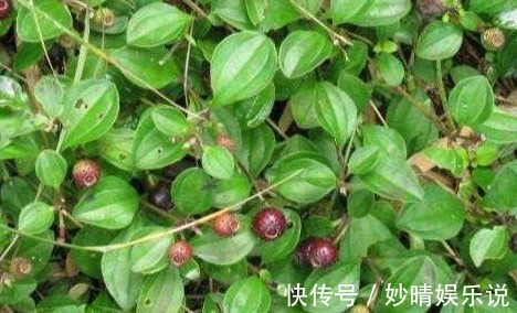 一年生|乡下一种不起眼的“地茄子”,被人踩踏嫌弃,殊不知价值极高