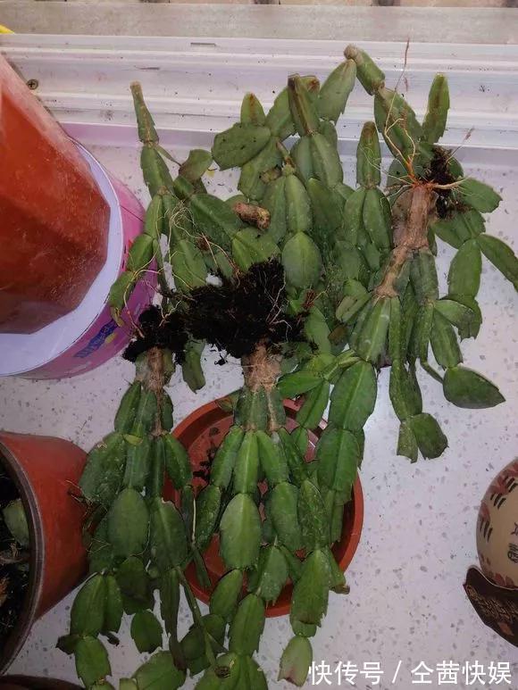 发财树|养花技巧6种花须用小盆“挤着养”,控水好、长得旺!
