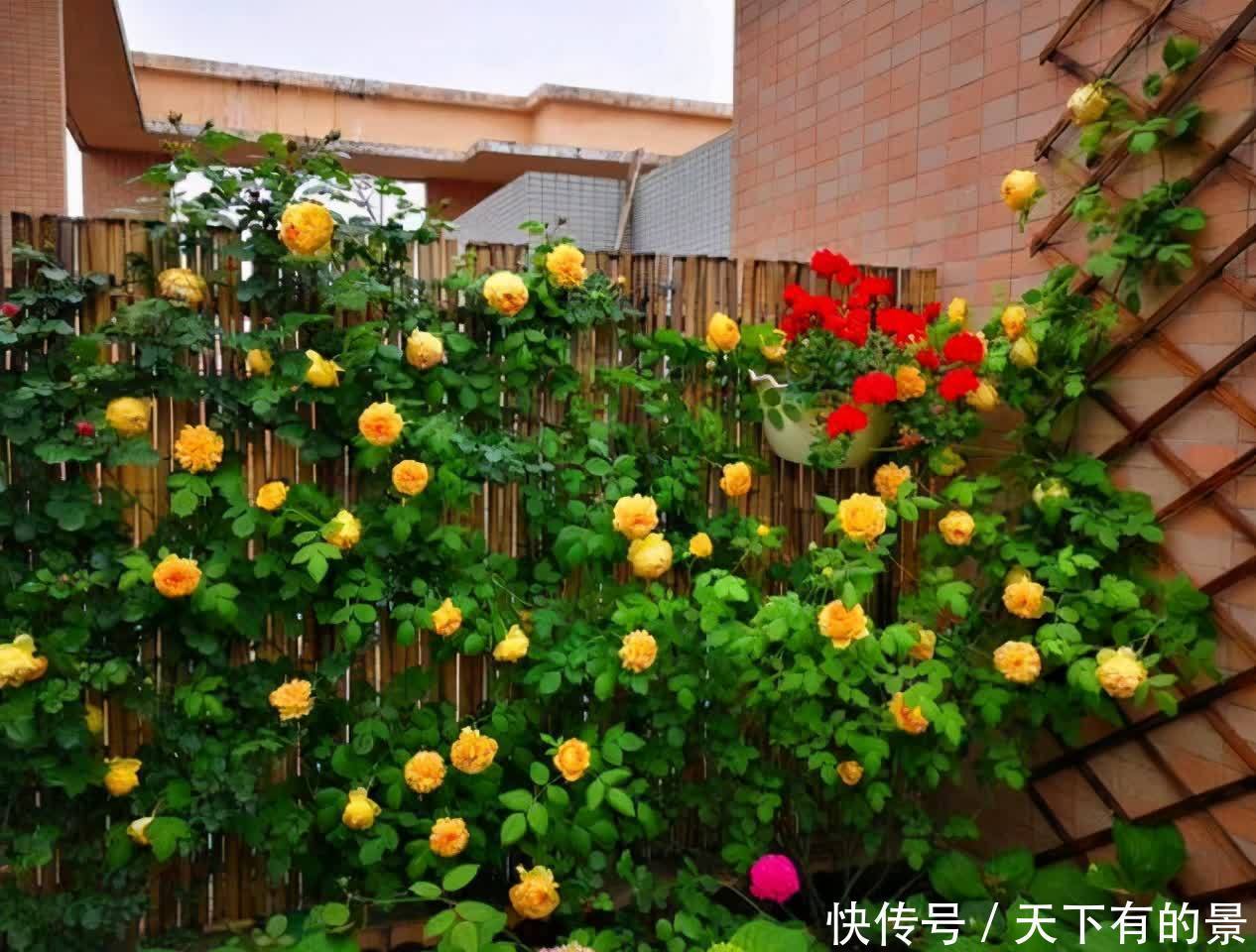 建议爱花人：院子不要空着，栽满花，美成花海，羡煞旁人