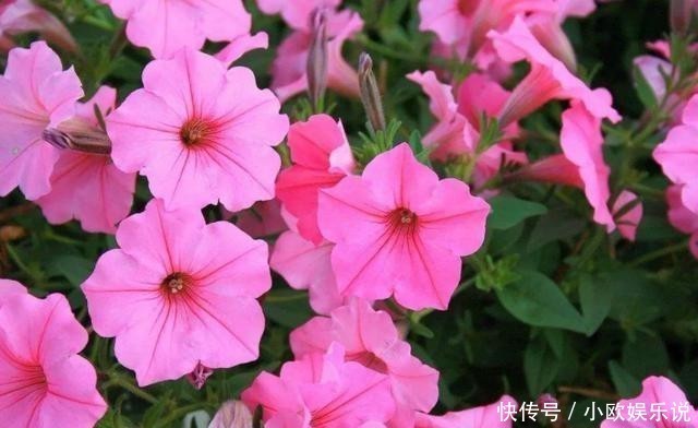 这几种花观赏性强爱开花,花期长花量大,养在家里赏花好