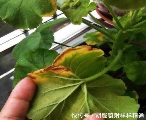 假死|天热就“假死”的7种花,秋凉就会“睡醒”恢复生长,可别被骗了