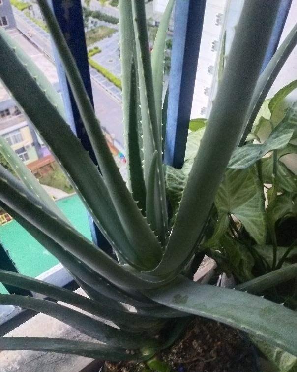 家里养的芦荟,养生还美容,学会浇水长得更壮