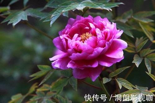 花型|十二生肖有专属自己的“守护花”，看看你是哪一种，你家养了吗