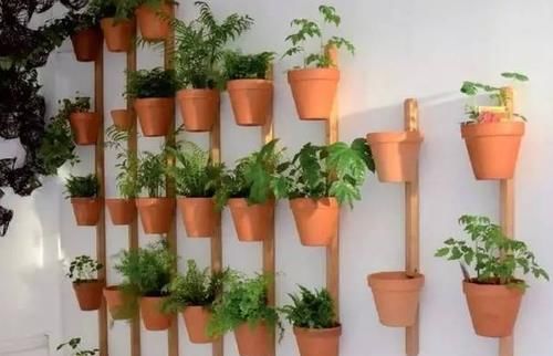家里空间小，养花学着这么“省地”，再多盆栽都放得下