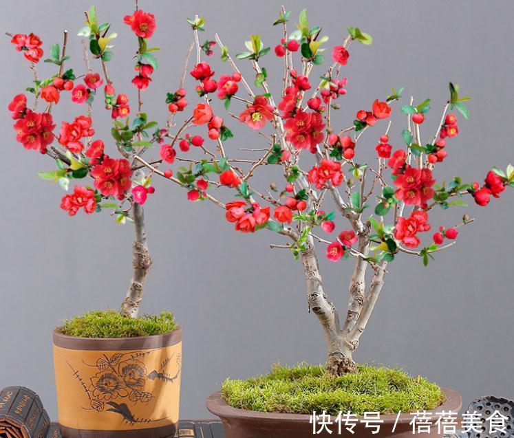 3种“老花树”,能活一百年,冬天不怕冷,开满“吉祥花”