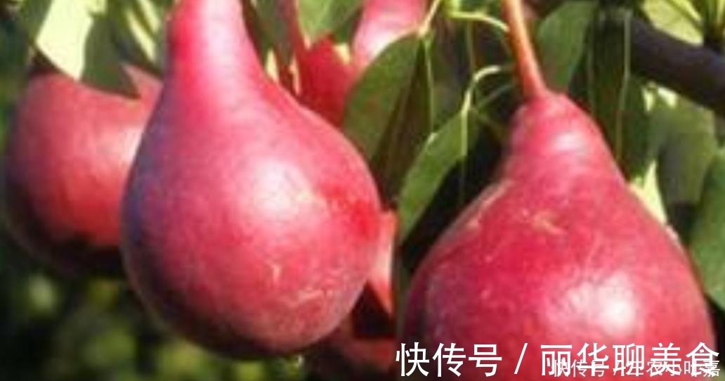 营养价值|乡下一种普通的野果,被发现很高的营养价值,现在要人工养殖