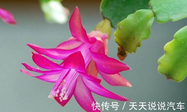 农历九月二十五霜降后,养什么花?以下3种花,喜气盈门岁且更始