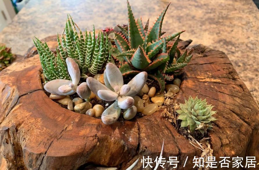 盆栽|立秋后养多肉,坚持“2多1少1勤”,叶子肥美水灵,颜色漂亮