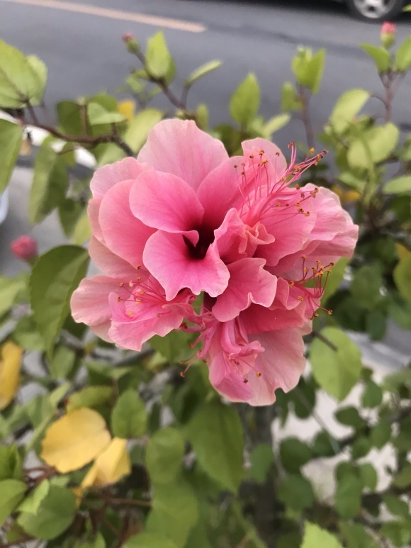 北方家里当宝的花,南方大马路上全都是,我酸了!