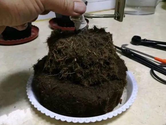 蟹爪兰|长寿花换盆，切忌越换越大，一直用小盆养才好！