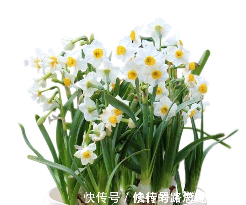 花草|花中三绝和花草四雅，每一盆都飘逸俊秀、亭亭玉立，你家有吗