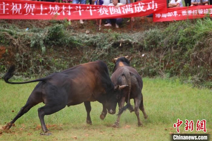 斗牛场上,一头黄牛发起攻势,另一头黄牛败阵逃跑.