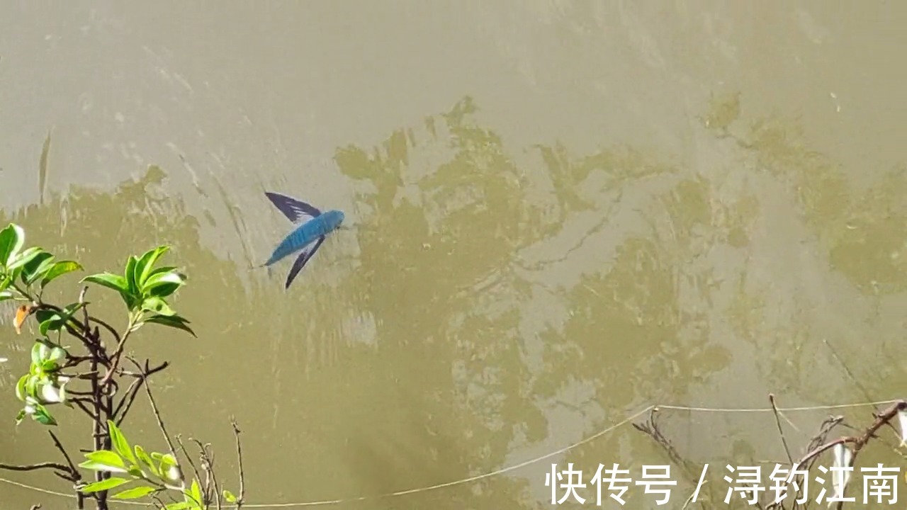 你见过有翅膀的鱼吗?广州男子河湾钓鱼,水面忽然游来一条怪鱼,把他吓坏了