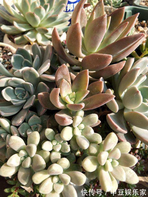 新手入坑应该选哪些多肉,老花农告诉你秘籍,养这些没错了!