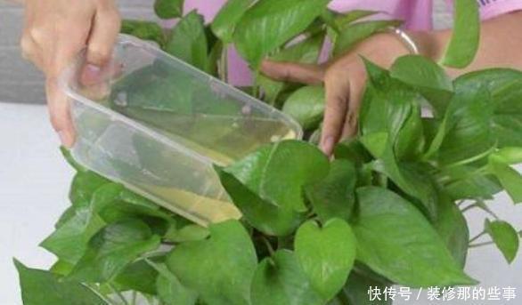 保证|喜欢在家养花?学会3条管理经验,保证啥花都能轻松养好