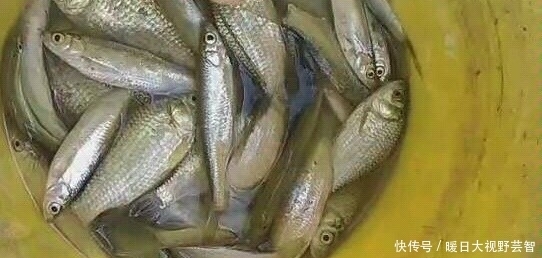 钓鱼|怎样野钓小白条?这个问题可能老钓手都不知道怎么回答,值得收藏