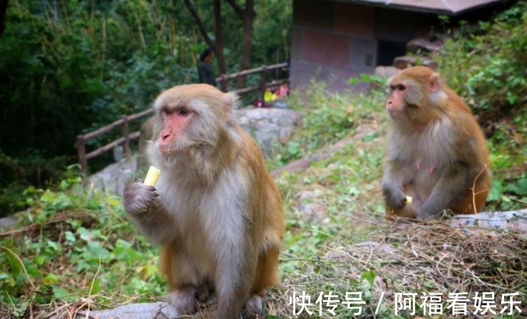 河南|全国人民免费，河南这10大景区将迎来最美红叶季，你准备好了吗？