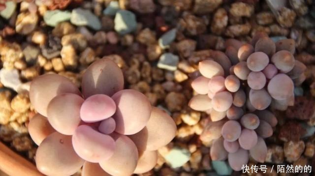 5种一般人养不活的多肉,入坑前要做“功课”,不然养一盆死一盆!