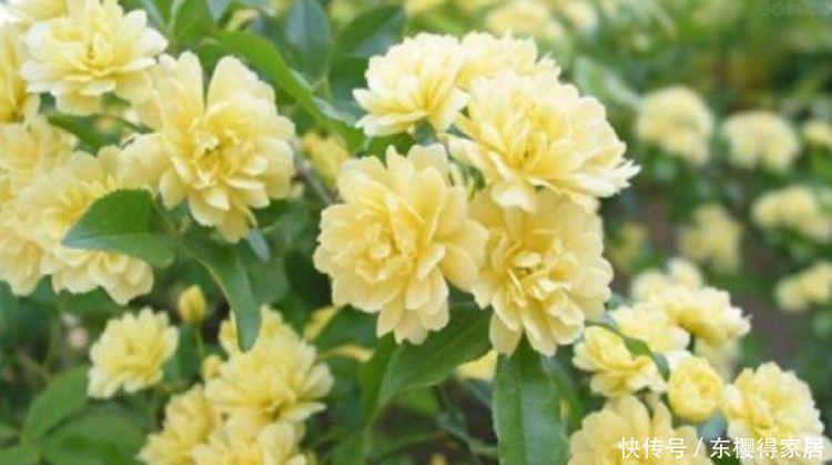 4种花很耐养，沾土就能活，百花齐放，鲜艳无比，开成百花园！