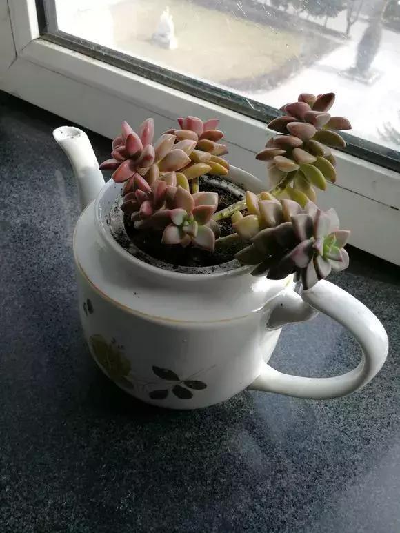 旧茶壶种点花，秒变高端盆景，卖300一个邻居抢着要