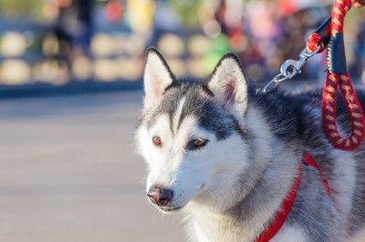 适合家养的中型犬推荐