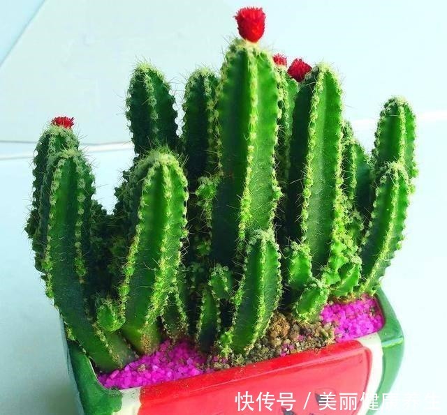 开着小花的龙骨花,变成苍劲的小盆景,气派大方真好看!