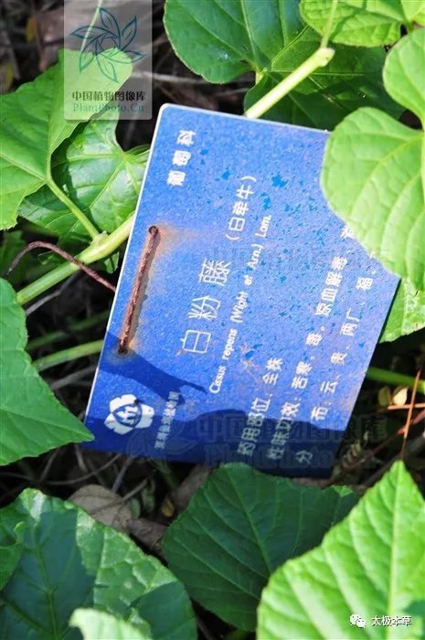 疮疡肿毒|飞龙接骨,见过吗?用于扭伤骨折、腰肌劳损、坐骨神经痛