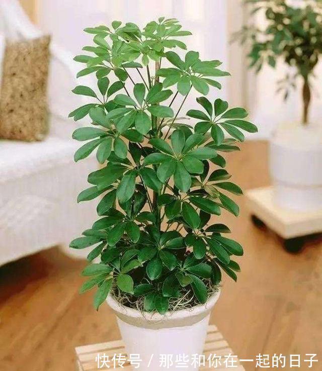 6种寓意美好的“树”,家里养上几盆,旺财又镇宅,年年发大财!