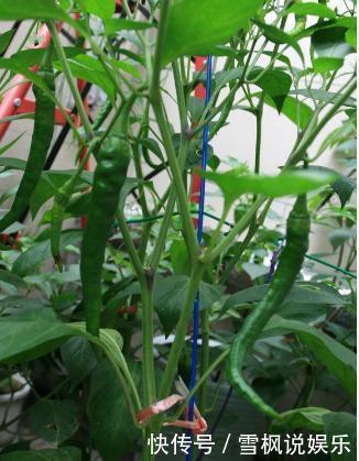 番茄树|阳台上最好养的“3种菜”，种一次，吃不完，收获一盆又一盆