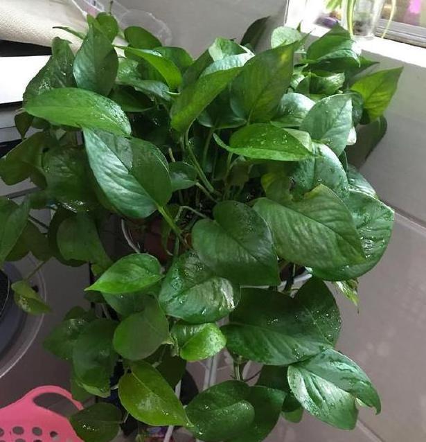 没用的麻袋别再随手丢了，拿它当盆养花，一下子收获3大优势