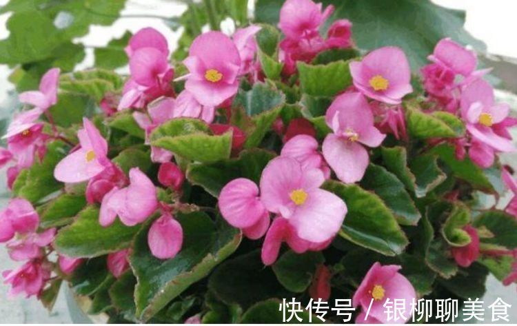 阴蔽处|此款花卉,花艳易爆盆,沾点水就疯长,开花勤还爱爆盆,美