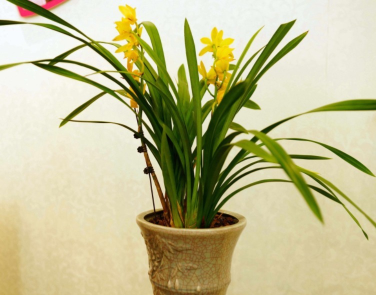 家中兰花如何“分盆”呢学会三个小方法,枝叶繁绿生根快!