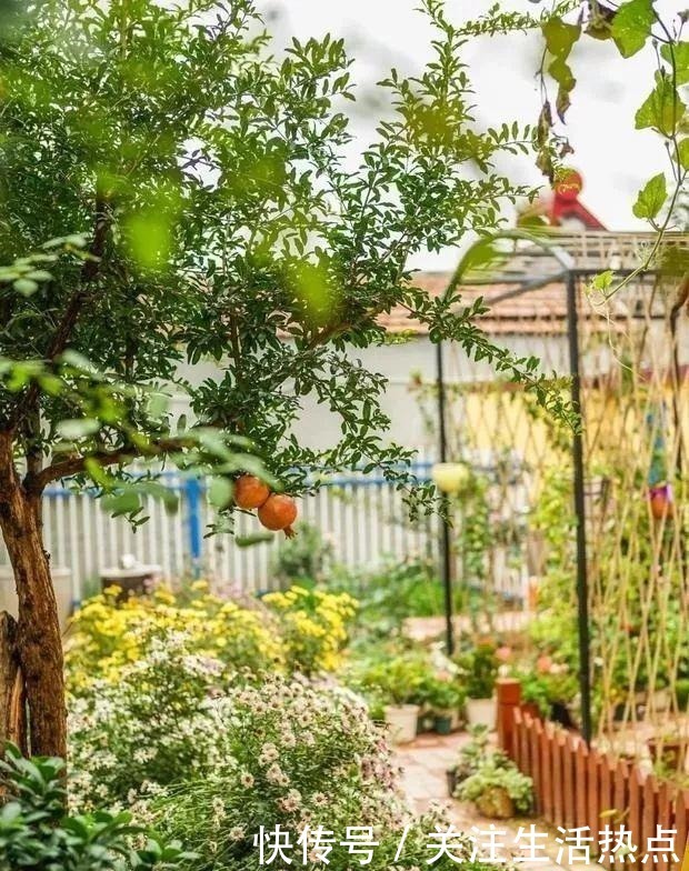 旧农舍改造成花园,一年四季花开不断,邻居看了羡慕的不得了!