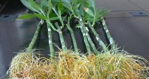 作为养花人,有机会就多收集些它们,看着不起眼却全是好东西