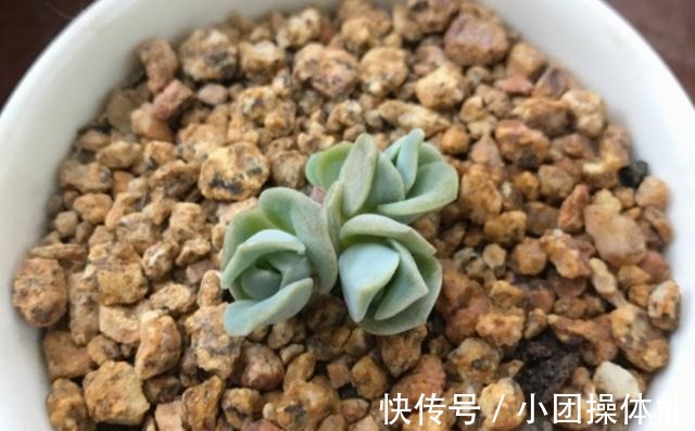 曾经贵到令人咋舌,且株型似玫瑰的可爱玫瑰多肉你现在还在养吗!