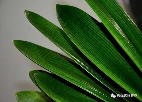 花草养不活，放点香蕉皮，打鸡血一样疯长！