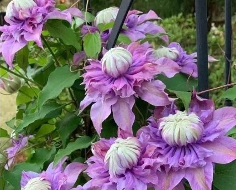 几款花卉超美的,全年开花不停,花朵烂漫迷人