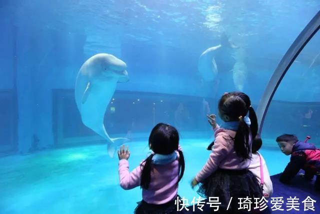 小男孩|白鲸张开“血盆大口”吓哭孩子,专业抢镜20年,一看就不正经