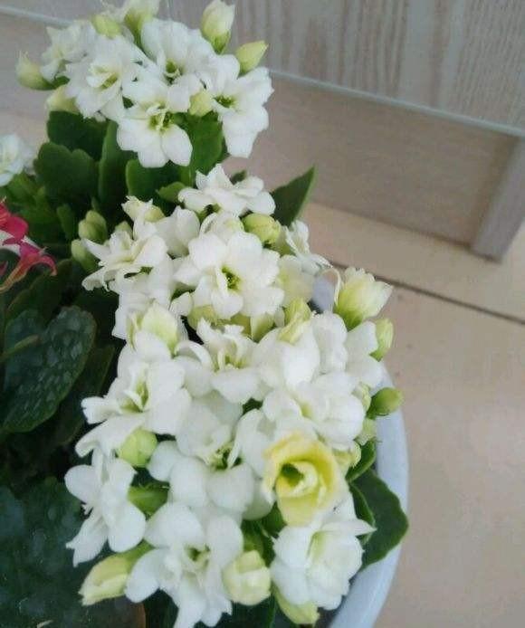 品种|75个长寿花品种，一个比一个美，一起来认识一下吧！