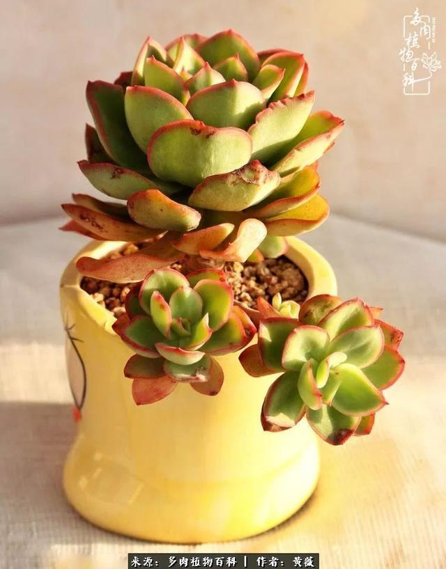 养了三年多肉,终于明白佛系养肉才是王道!