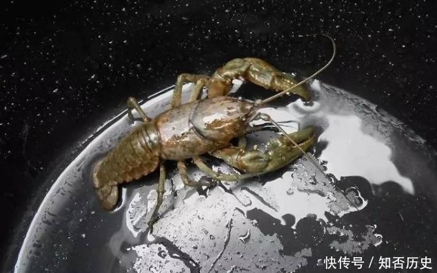 张让|9张让人产生“错觉”的照片,图8的小龙虾只是在锅里