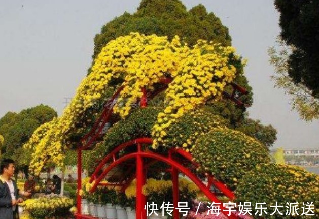 盆花|新手养花,不如养盆花中精品“悬崖菊”,姿态优美,开花繁密