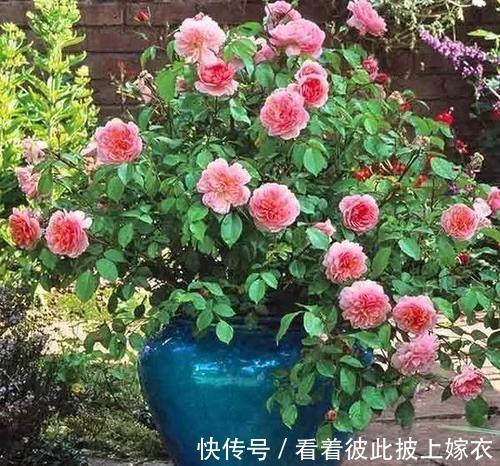 秋天养月季，教你这样施肥，侧芽笋芽一起长，苗壮开花多