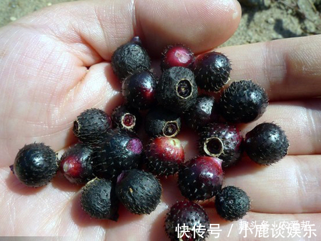 地菍|这种野果,南方地区有不少朋友都见过它,你吃过这种野果吗