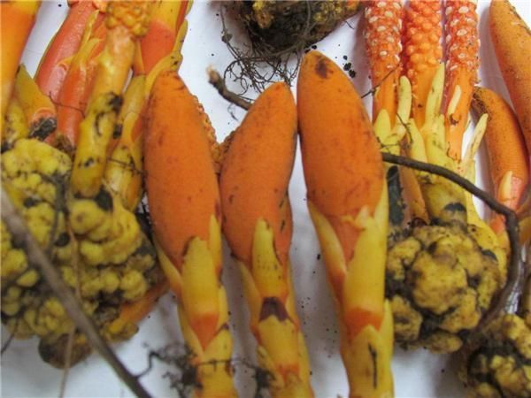 中华草本|常被误认有毒,如今不少人去采摘,一斤12元,农民太疯狂了