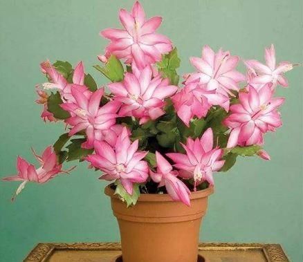 4种花堪称花中仙子,全年开花,花色清新秀丽,能给你一片花海