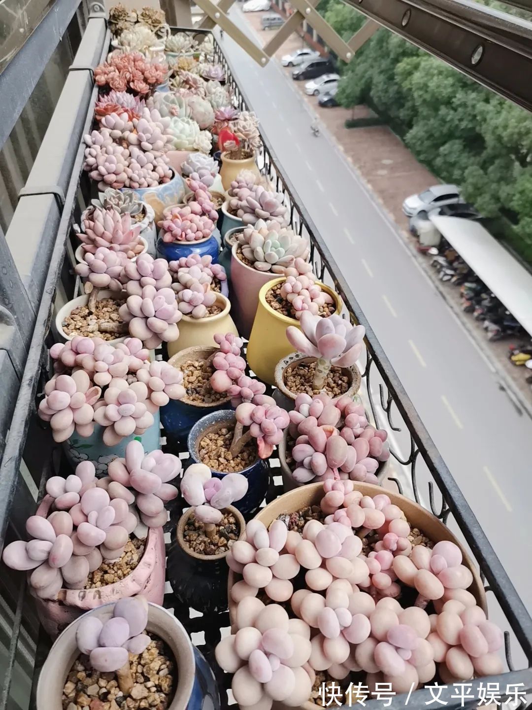 一组逆袭成功的多肉给它时间，它就会给你好看！